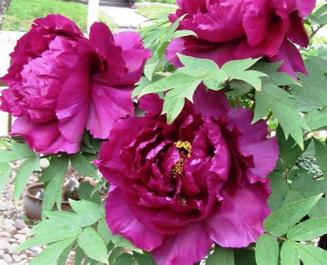 Tree Peony Shimadajin Island Minister Potted Plant Halifax