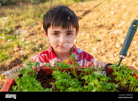 Plantes Aromatiques Banque De Photographies Et Dimages Haute