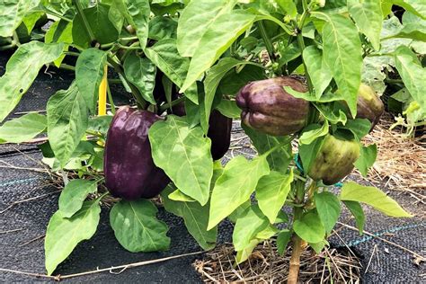 11 Purple Peppers To Grow In Your Garden - Pepper Geek