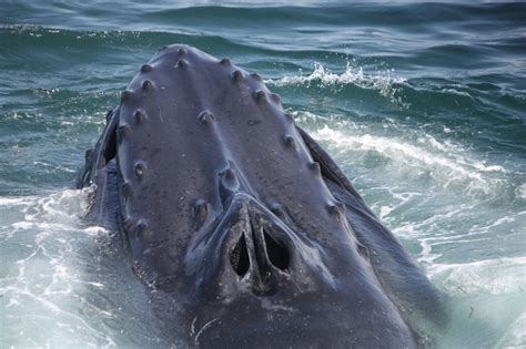 Blowholes Humpback Whale