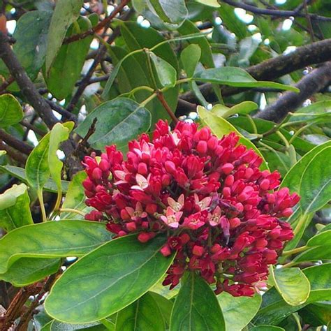 Sandalwood Royal Hawaiian Medicine Flower