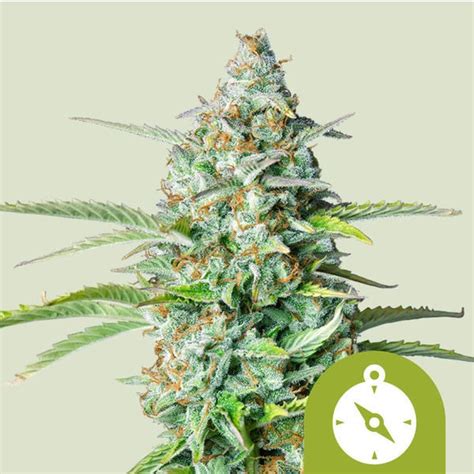 Northern Light Automatic Royal Queen Seeds Cannabissamen Zamnesia