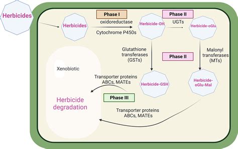 Frontiers Abc Transporters Linked To Multiple Herbicide Resistance In