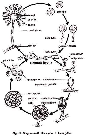 Aspergillus Flavus Life Cycle