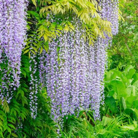 Wisteria Longissima Purple 8 Pot Hello Hello Plants