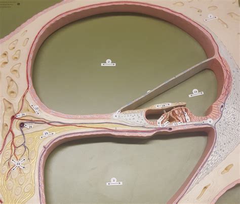 Biol Cochlea Showing Spiral Organ Of Corti Diagram Quizlet