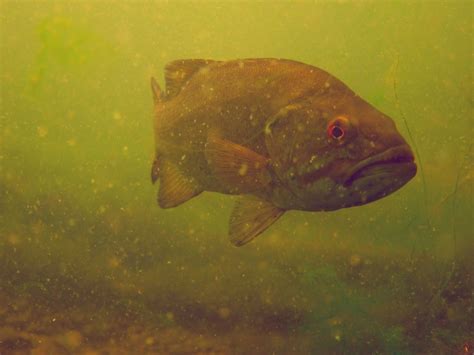 Guest Post: Big Lake, Big Fish? How Habitat Affects Fish Size and ...