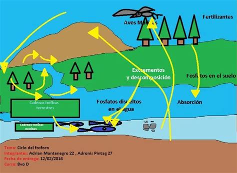 Imagenes Del Ciclo Del Fosforo Para Dibujar Imagui