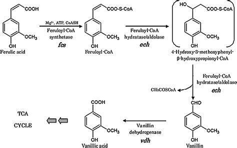 Figure 1 From Metabolic Engineering Of Pseudomonas Fluorescens For The