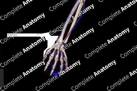 Radial Veins | Complete Anatomy