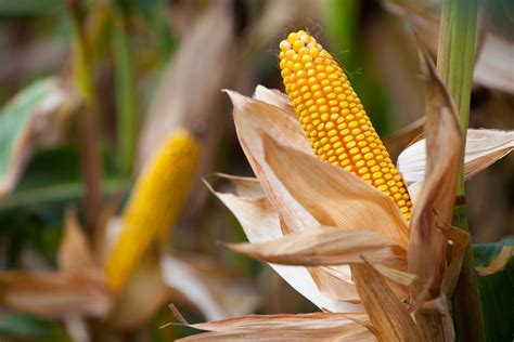 Corn Yield Contest Winners Announced Mid West Farm Report