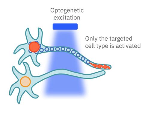 Optogenetics Axion Biosystems