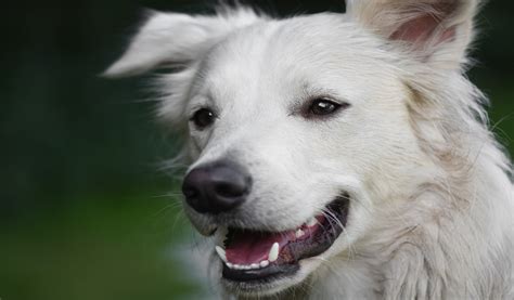 Mi Perro Gruñe Causas Y Cómo Actuar