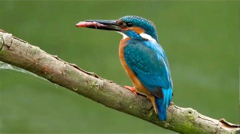 Kingfisher Birdcall Bird Song Youtube