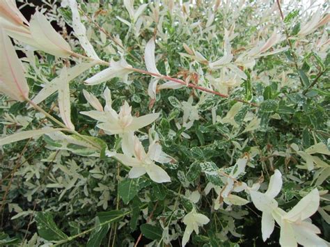 White Willow Japanese Dappled Salix Hakuro Nishiki Etsy Fast Growing Trees Dappled Willow