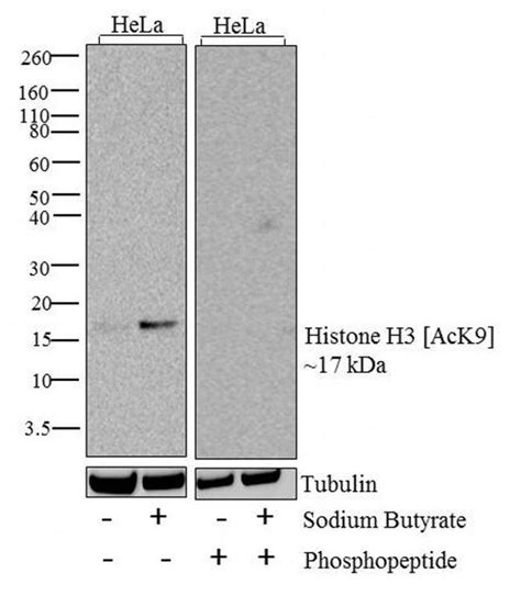 H3k9ac Recombinant Polyclonal Antibody 17hclc Invitrogen™ 100μg