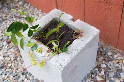 Cinder Block Planter Wall Mornariomay