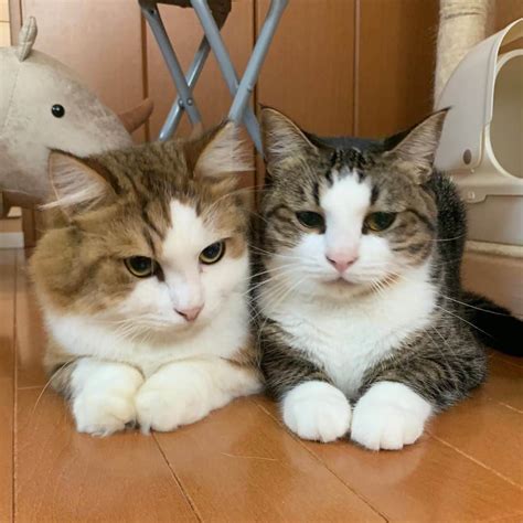 ひのき猫さんのインスタグラム写真 ひのき猫instagram「密です ️ ・ ・ ・ 秀吉 オデコ 密です かわいい猫 猫部