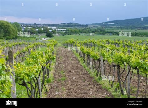 Vinery Landscape Hi Res Stock Photography And Images Alamy