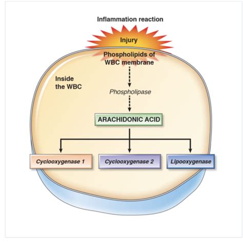 Chapter Pathophysiology Of Inflammation And Wound Healing Study