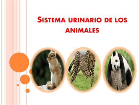 Sistema Urinario De Los Animales