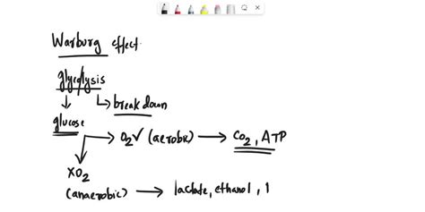 SOLVED: Explain the Warburg Effect detailed.