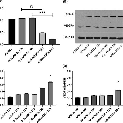 A Relative Mir P Expression After Mir P Knockdown In Adscs