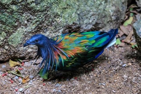 10 Potret Burung Unik Yang Ada Di Indonesia Sudah Pernah Lihat