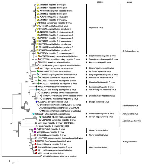 Family: Hepadnaviridae | ICTV