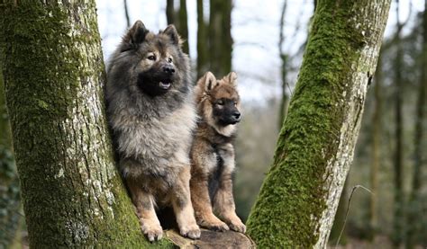 A Quel Ge Un Chien Est Il Consid R Adulte Jardiland