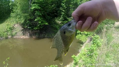 Fly Fishing For Panfish Youtube