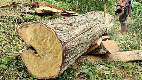 Keterampilan Luar Biasa Operator Chainsaw Membuat Balok Bahan Kusen