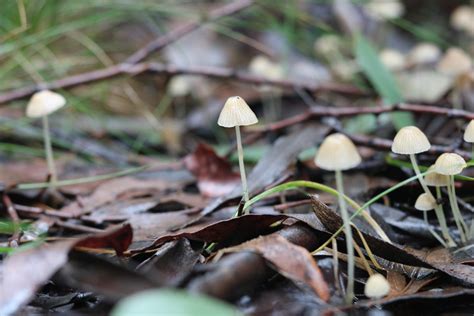 クヌギタケ属 Mycena Picture Mushroom