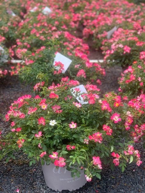 Rosa X ‘meijocos Pink Drift Rose Feeneys Wholesale Nursery