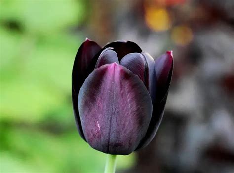 Black Tulip Meaning Unveiling The Mystique Xu Farm