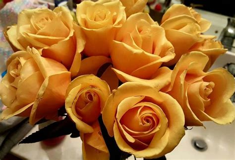 Tea Rose Yellow Even Truly Golden Sigma Gamma Rho Tea Roses Rose