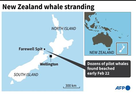 Stranded Whales Refloated In New Zealand But Concerns Remain