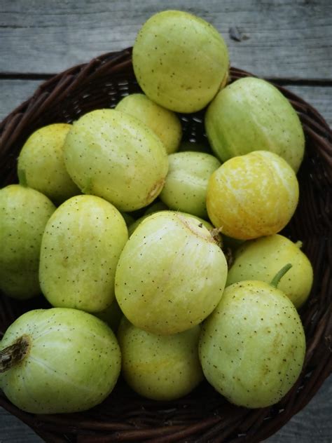 Concombre Lemon Ab G Les Jardins De Brenne