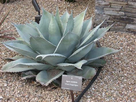 Whale's Tongue Agave (Agave ovatifolia) in the Agaves Database - Garden.org