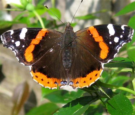 Red Admiral Butterfly