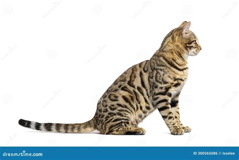 Side View Of A Bengal Cat Sitting Looking Away Isolated On White