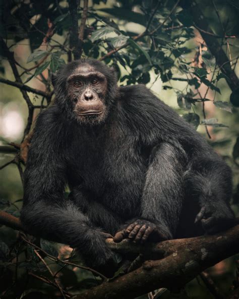 4 Days Gorilla And Chimpanzee Trekking Safari In Uganda Trumpet