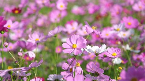 Beautiful Cosmos Flowers Blooming In The Garden Cosmos Flowers In