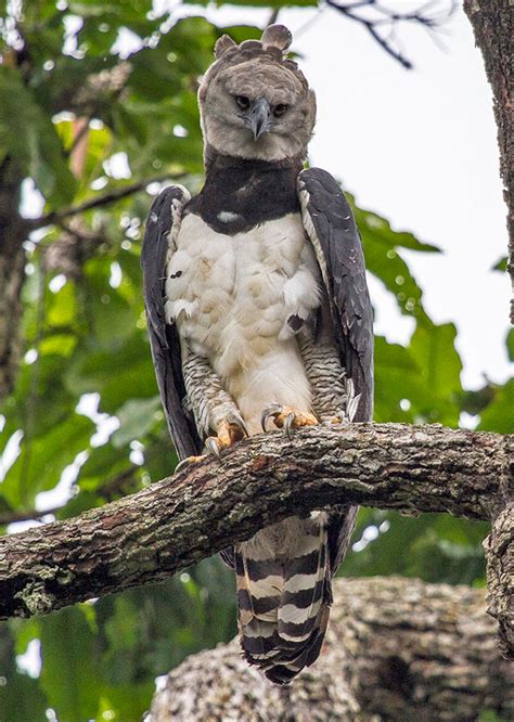 Harpia – Harpia harpyja – Animal Business Brasil