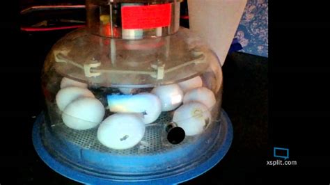 Baby Chickens Hatching Live Stream Youtube