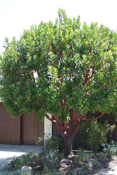 Buy Dwarf Strawberry Tree Arbutus Unedo Compacta Free Shipping