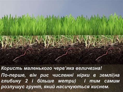 Професія дощового черв'яка - online presentation