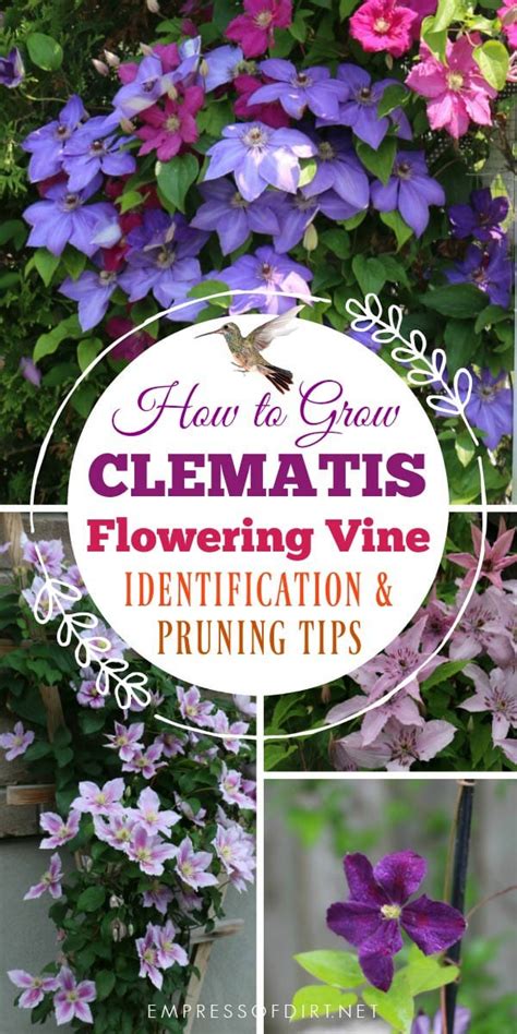 Clematis 101 Easy Care Guide - Empress of Dirt