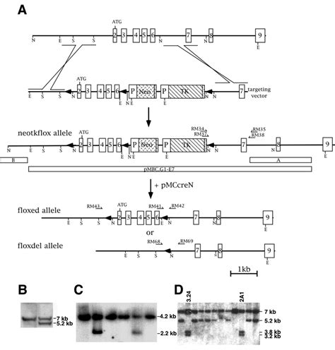 Targeting Strategy For Conditional Inactivation Of The Gene For