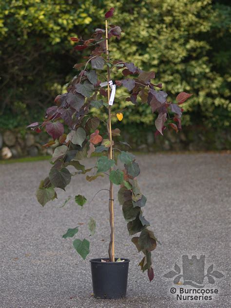 Cercis Canadensis Ruby Falls From Burncoose Nurseries